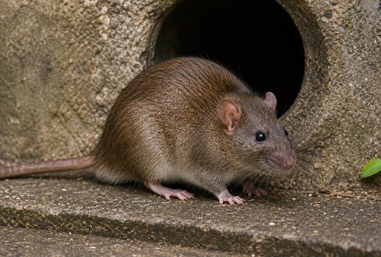 Rat brun (Rattus norvegicus)
