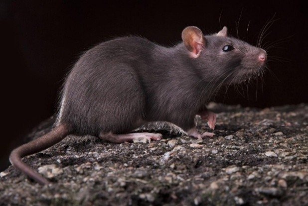 Rat noir (Rattus rattus)