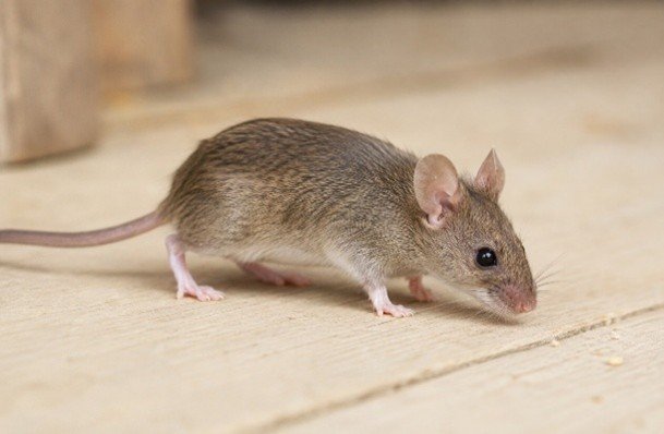 Souris domestique (Mus musculus)