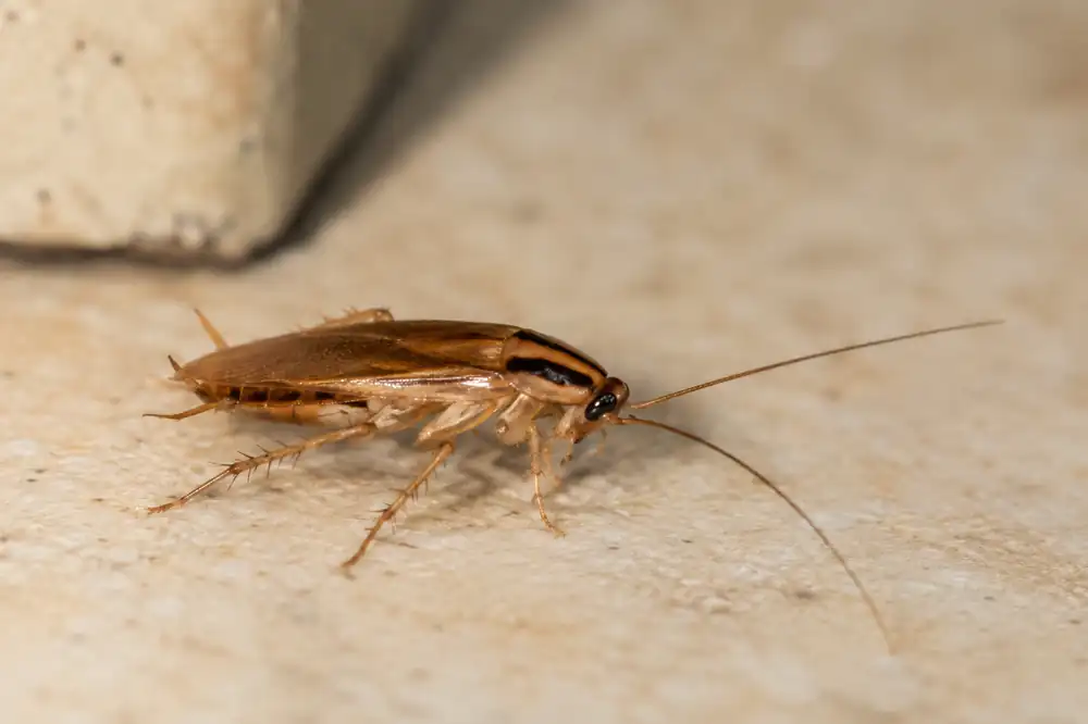 Blatte germanique (Blattella germanica)