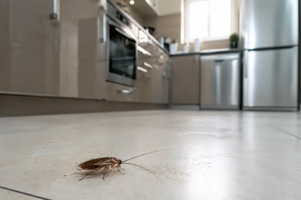 Cafard dans une cuisine de restaurant