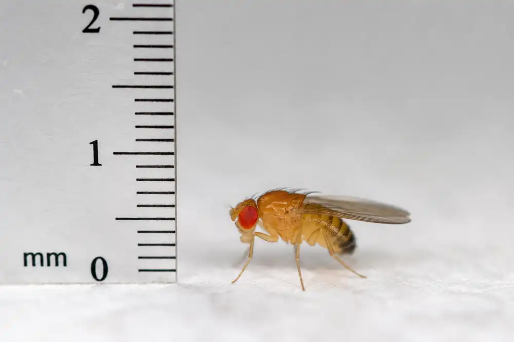 Drosophile mesurant 2 à 4 mm