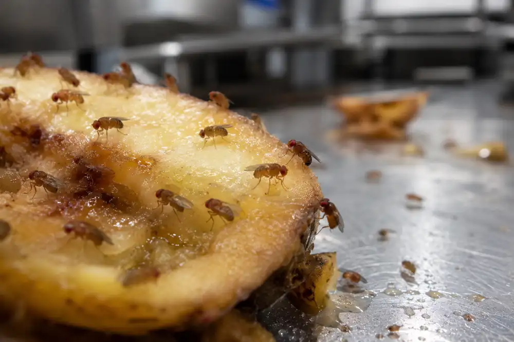 Drosophiles attirées par des fruits en fermentation