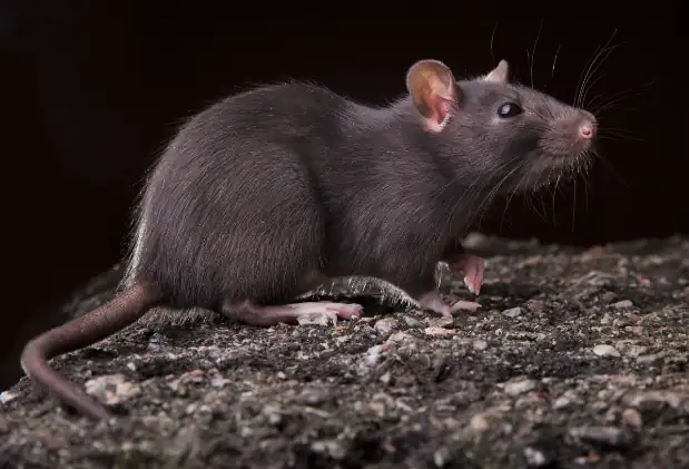 Rat noir (Rattus rattus)