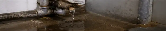 Rongeurs à la recherche d'eau près des fuites