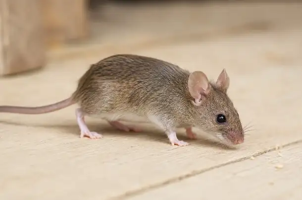 Souris domestique (Mus musculus)