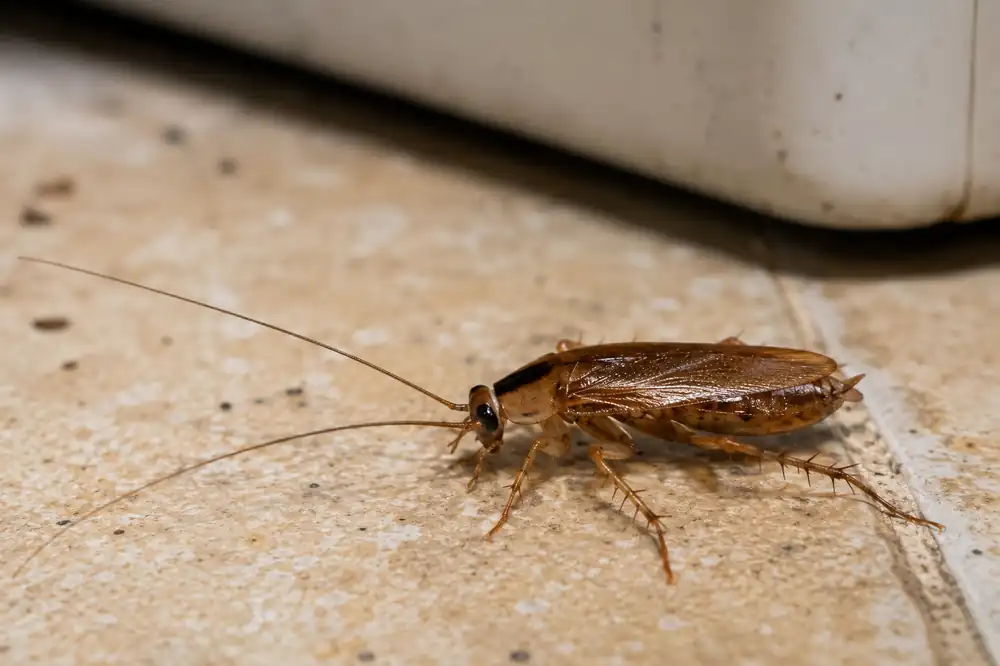 Blatte rayée (Supella longipalpa)